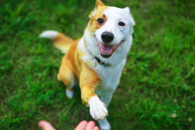 13 Simple Ways to Channel Your Dog’s Energy into Something
Fun