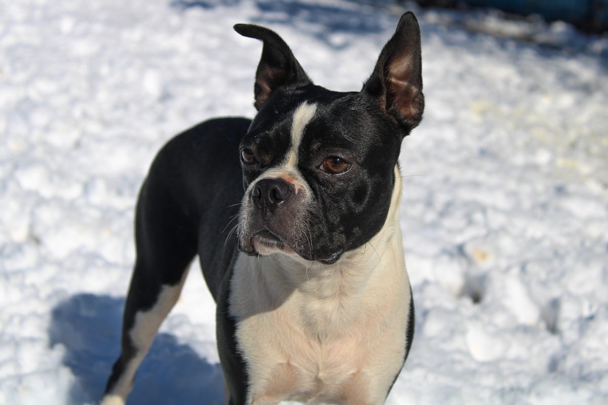 15 Black Friday Deals for Boston Terrier Owners