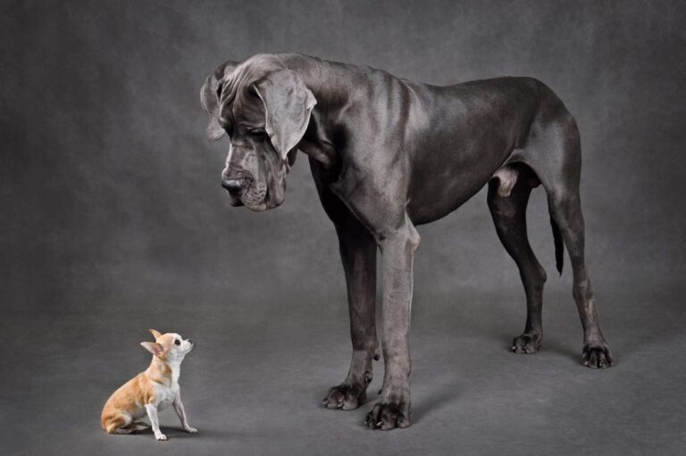 15 Dog Breeds That Show Love Comes in All Shapes and
Sizes