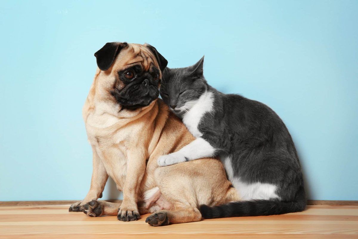 15 Dog Breeds That Are Best Buddies With Other Pets