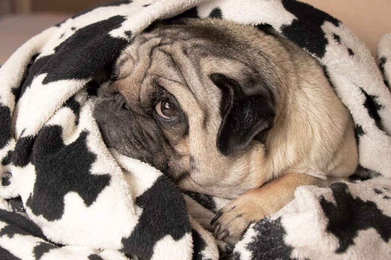 15 Dog Breeds That Love Lazy Days and Cozy Cuddles