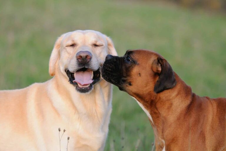 15 Dog Breeds That Love Making New Friends Everywhere They
Go