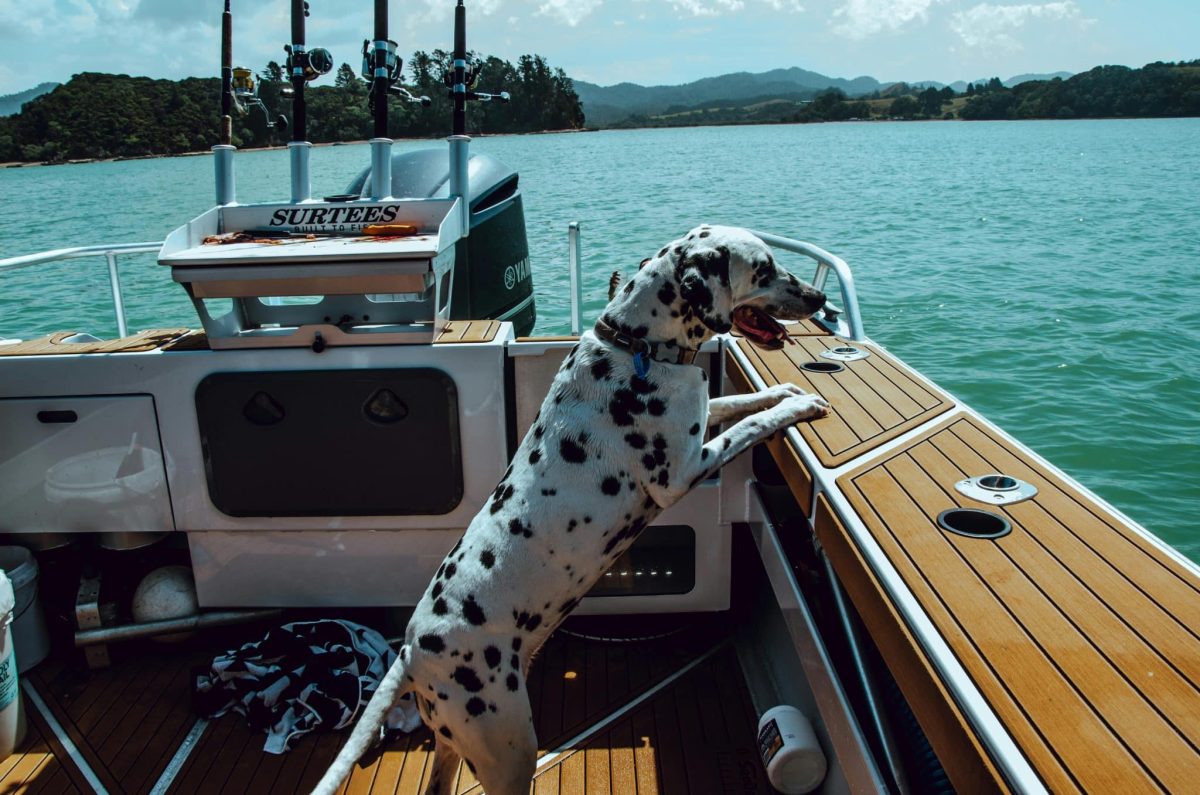 15 Dog Breeds That Were Built For Bold And Exciting
Adventures