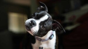 15 Dog Breeds with The Most Endearing Head Tilts