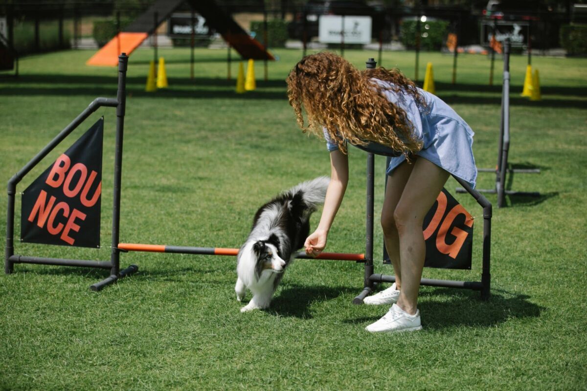 15 Dog Training Tips You’ll Wish You Knew Sooner