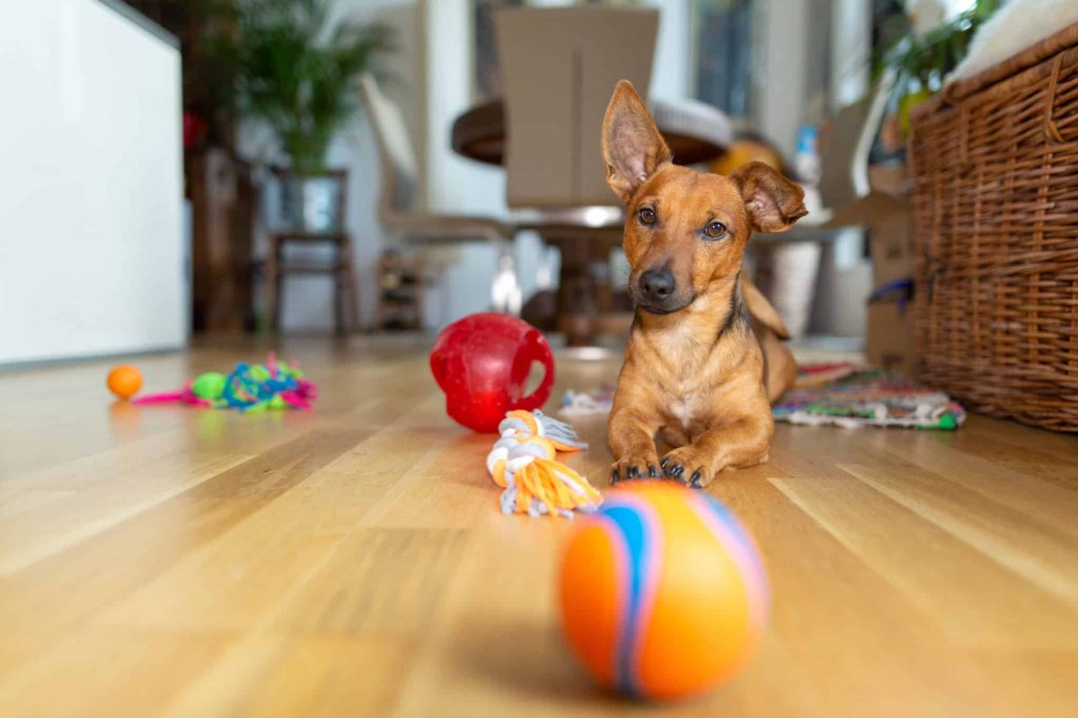 15 Exciting Dog Games You Can Play Indoors to Beat
Boredom