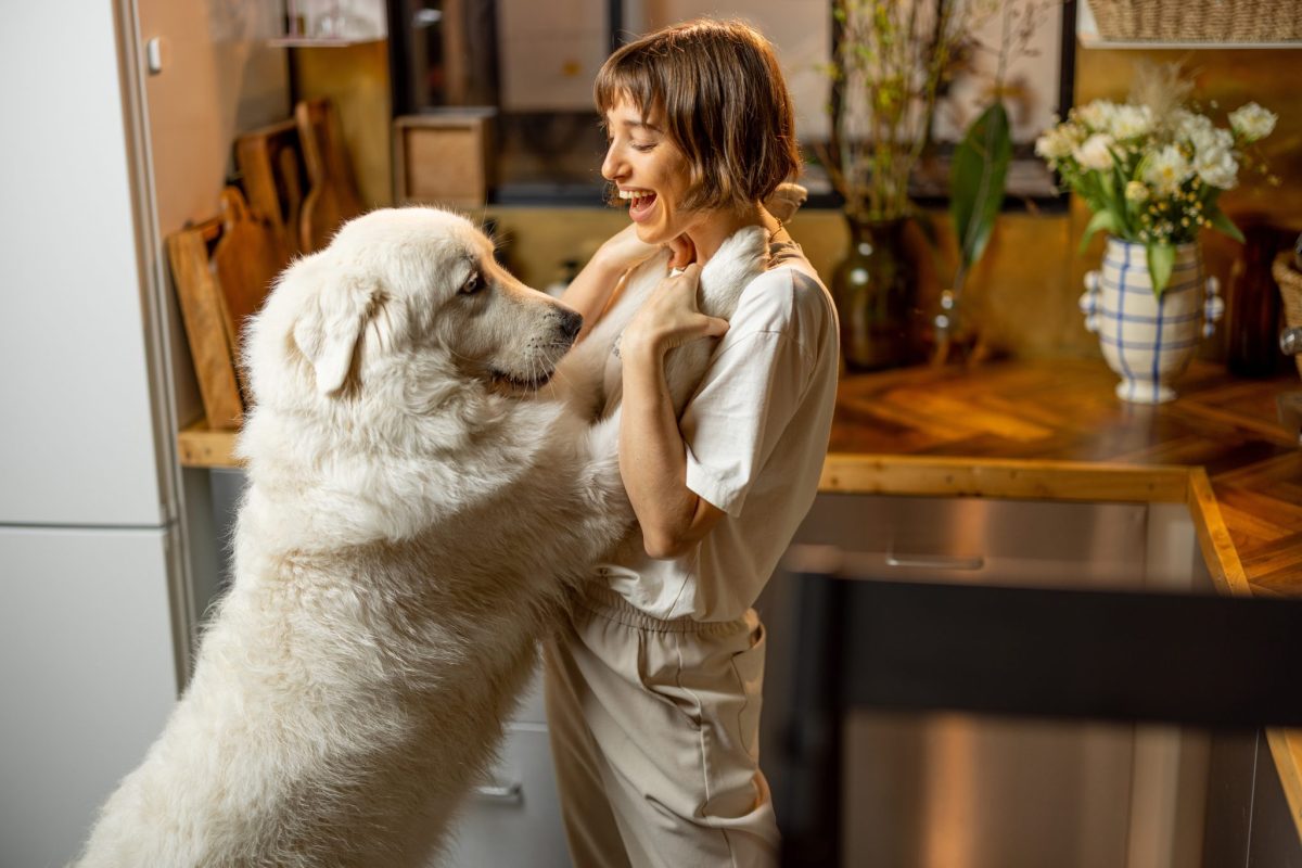 15 Exciting Indoor Dog Games To Keep Your Pup Happy And
Active