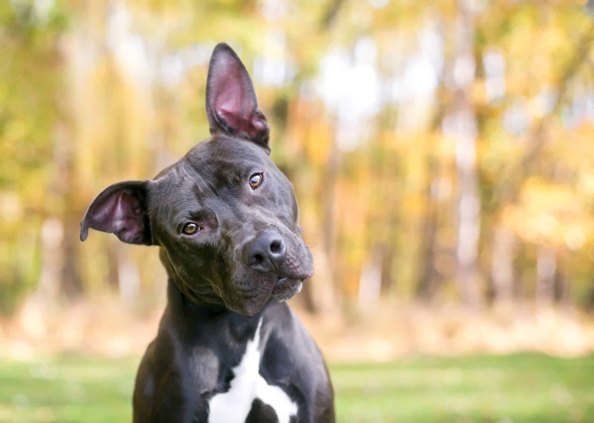 15 Incredible Things Dogs Can Sense About The World Around
Them