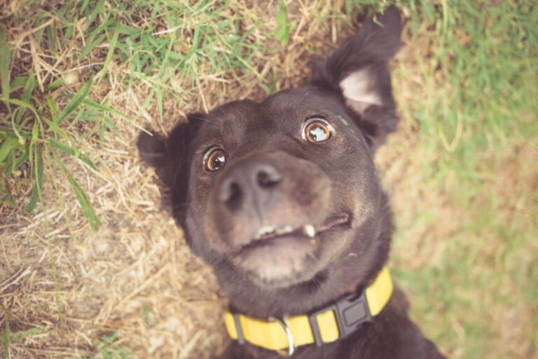 15 Irresistible Things Dogs Do That Never Fail To Make Us
Smile