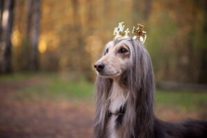 15 Majestic Dog Breeds That Carry Themselves Like True
Royalty