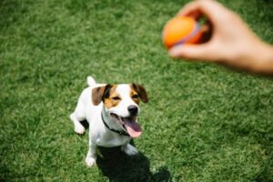 15 Playful Signs Your Dog Is Ready to Play Anytime,
Anywhere