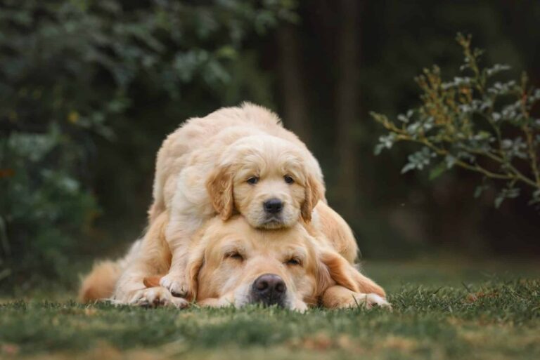 15 Reasons Dogs Are Nature’s Most Loyal And Loving
Healers