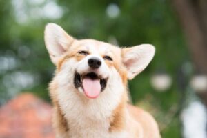 15 Things Dogs Do Every Day To Keep Us Smiling