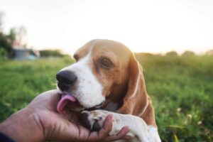 15 Ways Dogs Share Their Feelings Without Ever
Barking