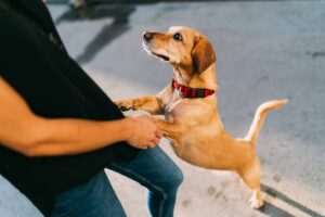 15 Ways Dogs Show They Love You Without Words