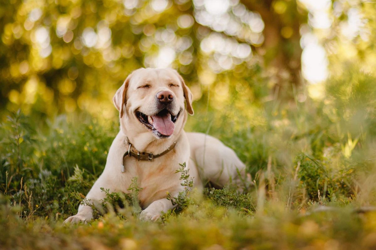 15 Ways Dogs Teach Us To Embrace Life’s Simple Joys