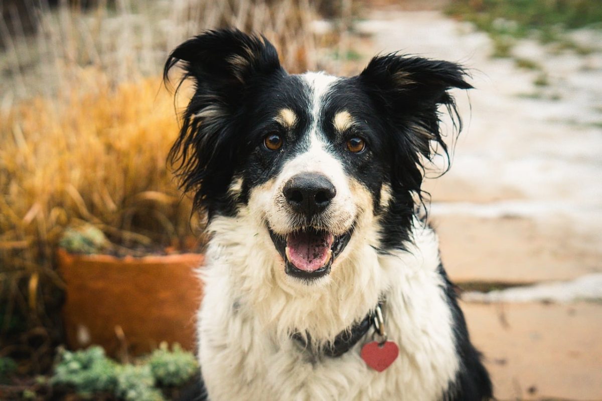 16 Black Friday Deals for Border Collie Owners