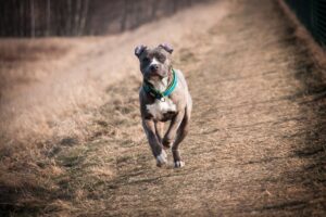 17 Black Friday Deals for American Staffordshire Terriers
Owners