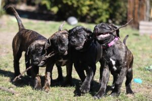 17 Black Friday Deals for Cane Corso Owners