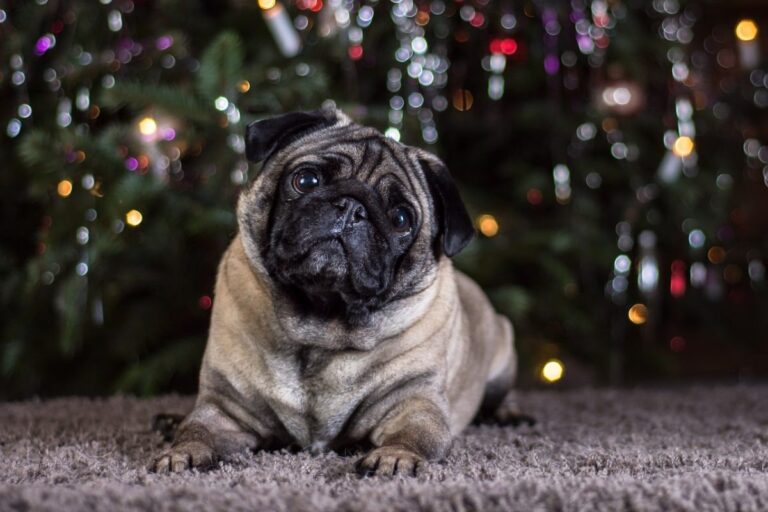 17 Black Friday Deals for Pug Owners