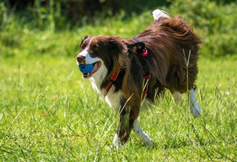 17 Dog Breeds That Love to Play Fetch