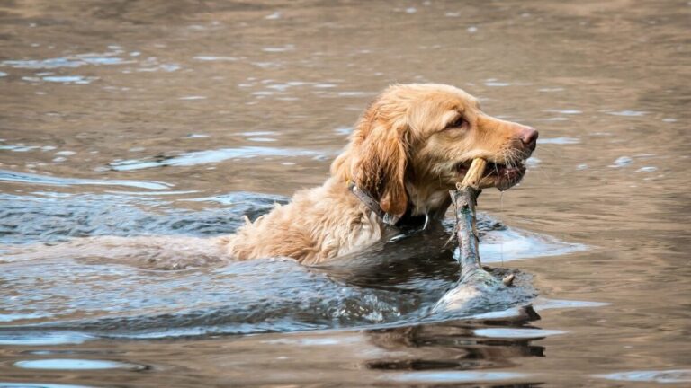 17 Dog Breeds Who Have a Love for Water Sports