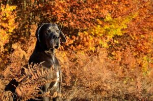 18 Black Friday Deals for Great Dane Owners