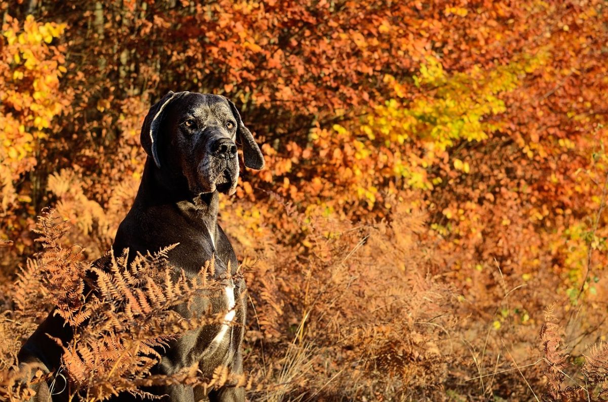 18 Black Friday Deals for Great Dane Owners