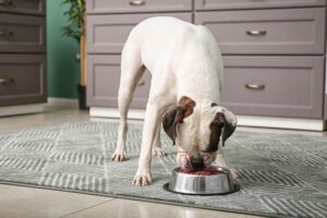 white boxer dog eating