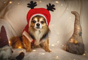 20 Black Friday Deals for Chihuahua Owners