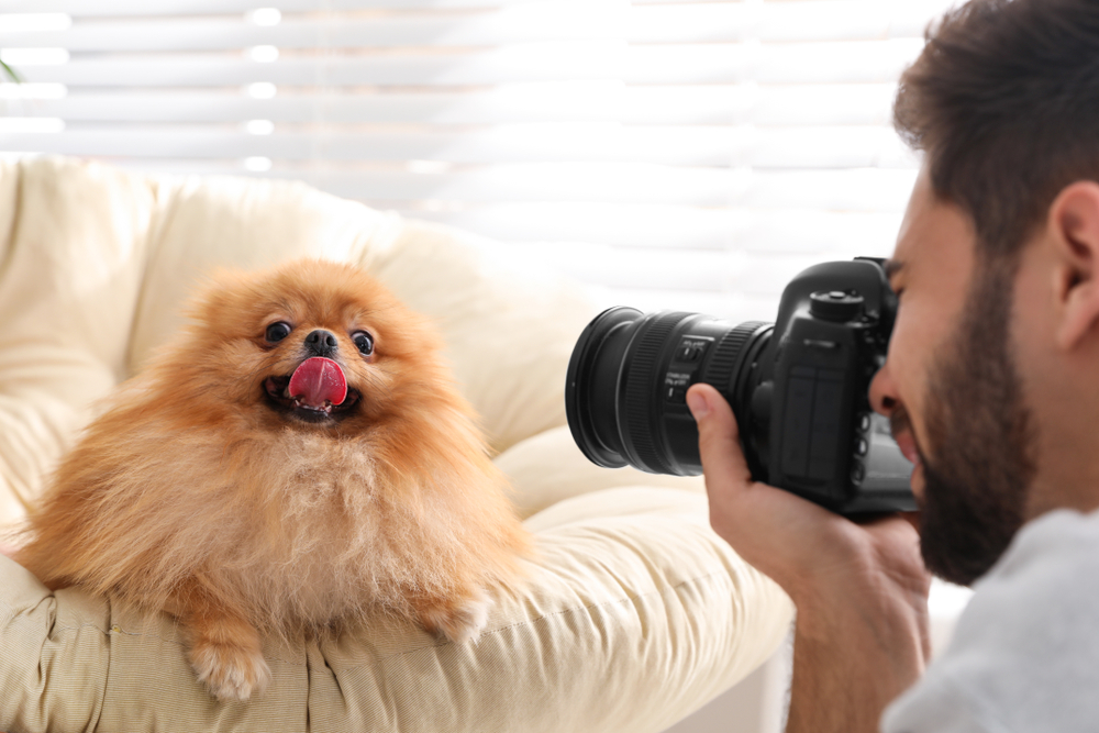 photographer taking picture of pomeranian dog