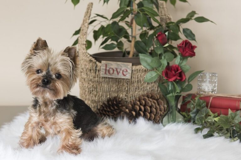 24 Black Friday Deals for Yorkie Owners