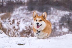 27 Black Friday Deals for Corgi Owners