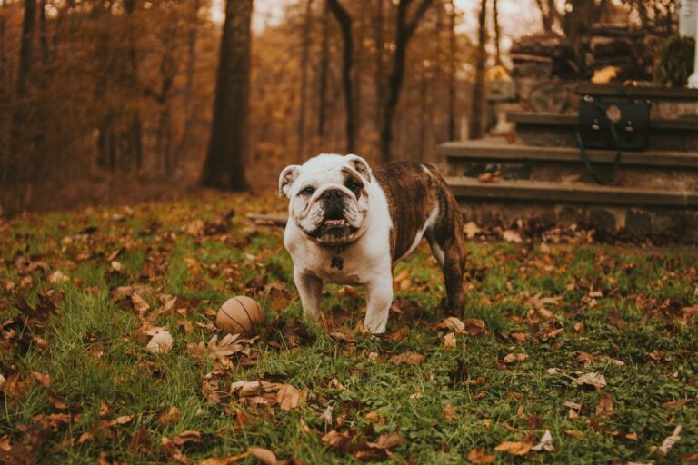 37 Black Friday Deals for Bulldog Owners