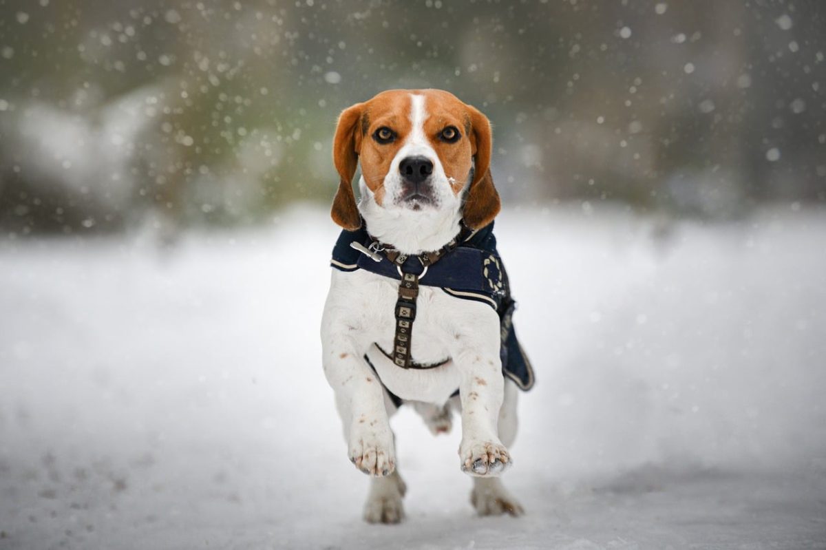 39 Black Friday Deals for Beagle Owners