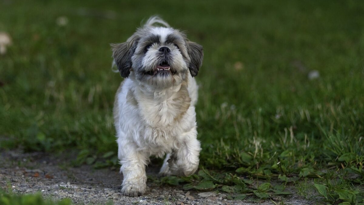 5 Dog Breeds with the Most Impressive Sneezing
Habits