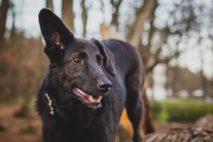 A cute alert black dog listening with one ear raised