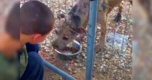 5-Year-Old Boy Fed Dog Through A Fence When Owner Turned His
Back