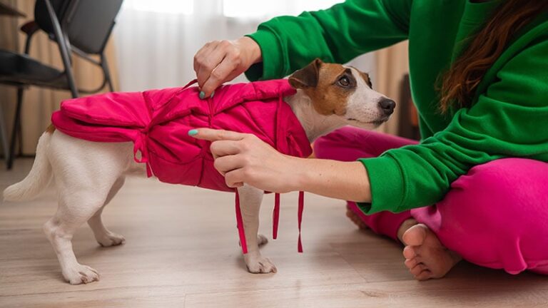 6 Best Anxiety Vests for Dogs in 2024 – Reviews &amp;
Top Picks