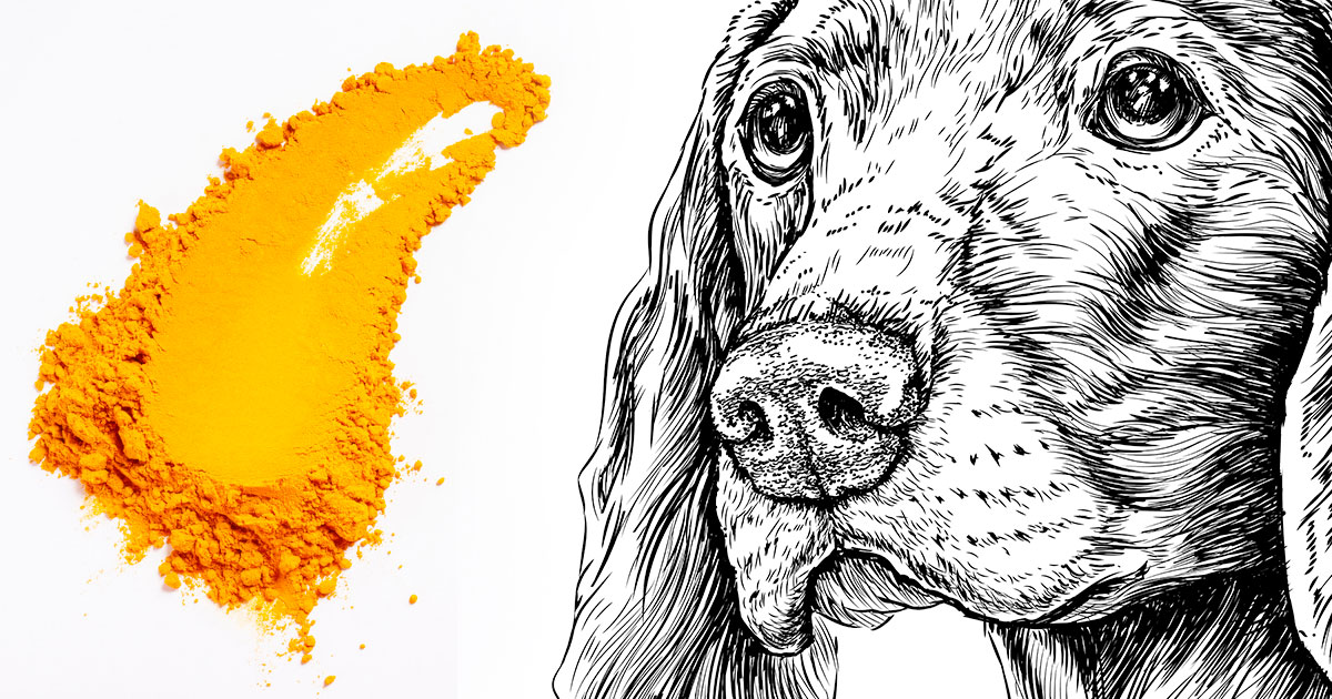 6 Compelling Reasons To Give Your Senior Dog Turmeric
Daily