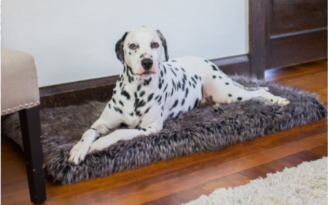 6 Ways An Orthopedic Bed Can Help Your Senior Dog