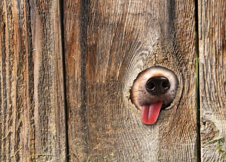 7 Amazing Things Dogs Can Smell About You