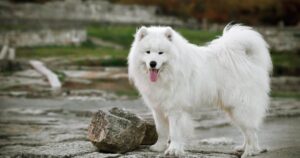 7 Breeds Known for Their Incredibly Soft Coats