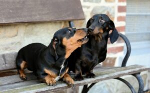 7 Common Health Issues in Dachshunds and How to Prevent
Them