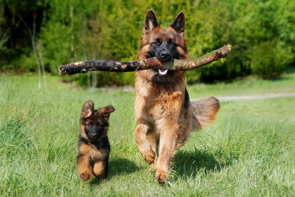 7 Common Health Issues in German Shepherds and How to
Prevent Them