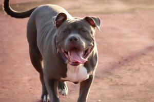 7 Common Health Issues in Pit Bulls and How to Prevent
Them