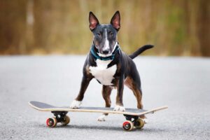 7 Dog Breeds Known for Their Charm and Sass