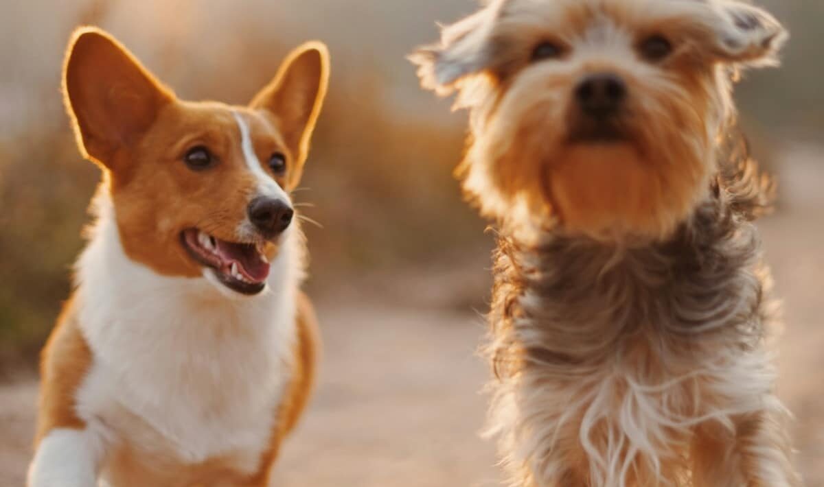 7 Dog Breeds That Thrive in High-Energy Homes