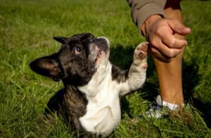 7 Dog Breeds with the Most Adorable Paw Prints