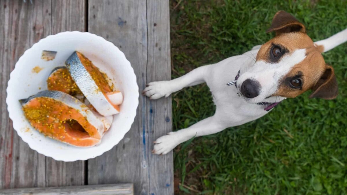 7 Little Known Ways A Dog’s Diets Affect Their Mood and
Energy Levels